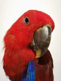 Found Eclectus