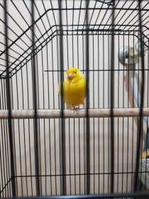 Found Canary