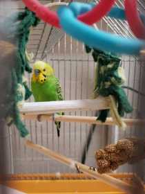 Found Budgerigar