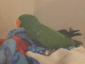 Found Eclectus