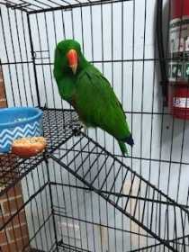 Found Eclectus