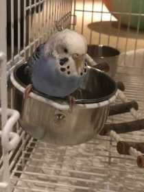 Found Budgerigar