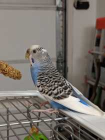 Found Budgerigar