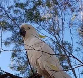 Found Cockatoo