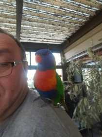 Found Lory / Lorikeet