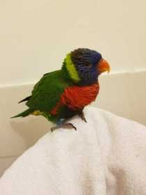 Found Lory / Lorikeet