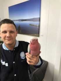 Found Galah Cockatoo