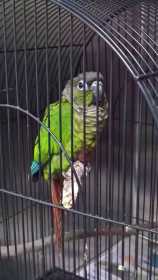 Found Conure