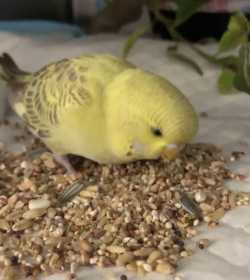 Found Budgerigar