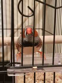 Found Finch