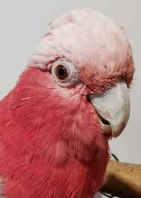 Found Galah Cockatoo