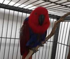 Found Eclectus