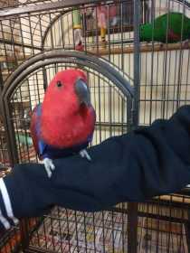 Found Eclectus