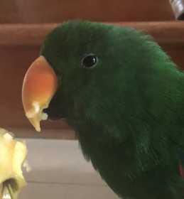 Found Eclectus