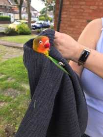 Found Lovebird