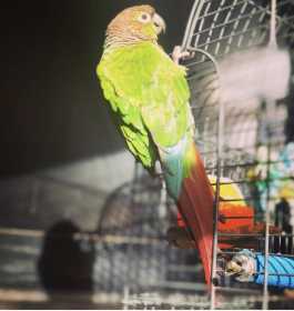 Found Conure