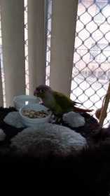 Found Conure