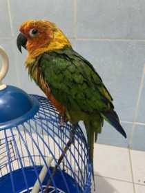 Found Conure