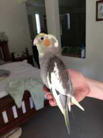 Found Cockatiel