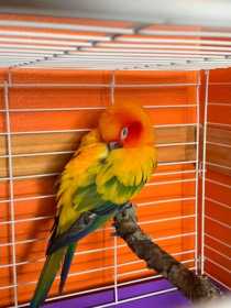 Found Conure