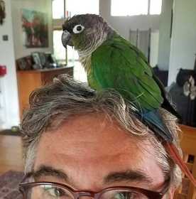 Found Conure