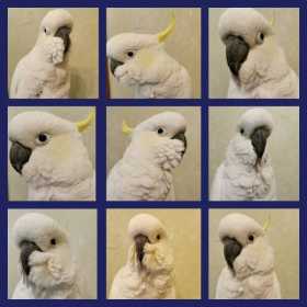 Found Cockatoo