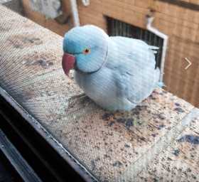 Found Indian Ringneck Parakeet