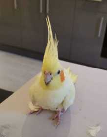 Found Cockatiel