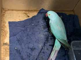 Found Indian Ringneck Parakeet