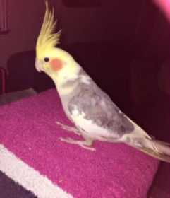 Found Cockatiel