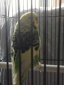 Found Budgerigar