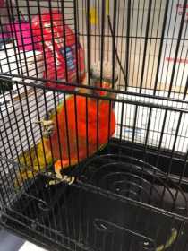 Found Lory / Lorikeet