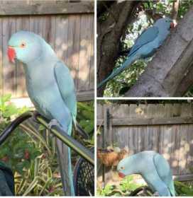 Found Indian Ringneck Parakeet