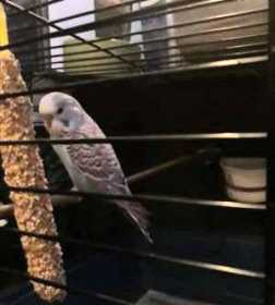 Found Budgerigar