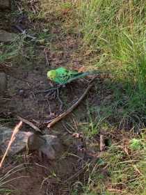 Found Parakeet