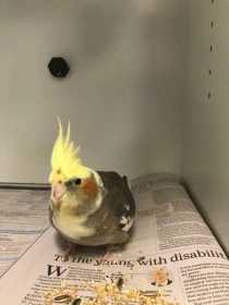 Found Cockatiel