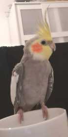 Found Cockatiel