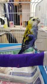 Found Rosella