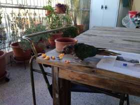 Found Conure