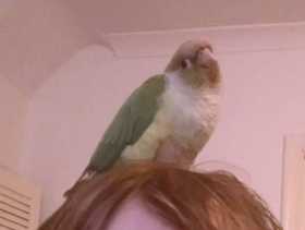 Found Conure