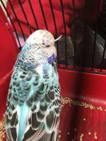 Found Budgerigar