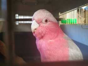 Found Galah Cockatoo