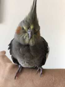 Found Cockatiel