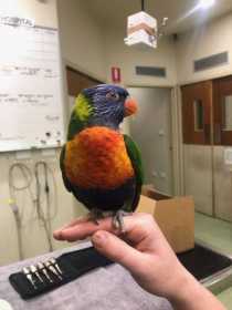 Found Lory / Lorikeet