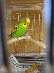 Found Budgerigar