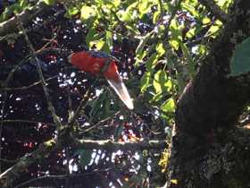 Found Parrotlet