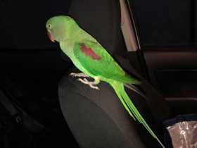 Found Alexandrine