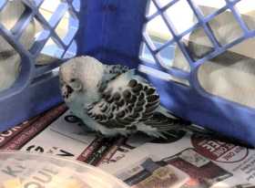 Found Budgerigar