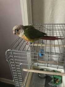 Found Conure