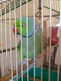 Found Indian Ringneck Parakeet